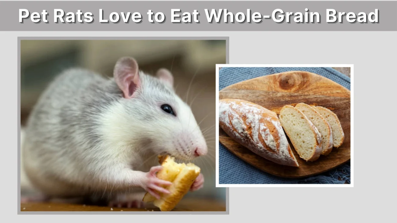 Pet Rats Love to Eat Whole-Grain Bread