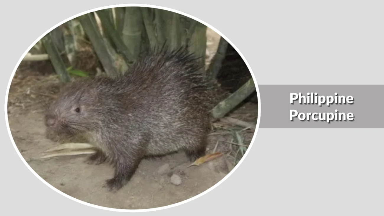 Philippine Porcupine