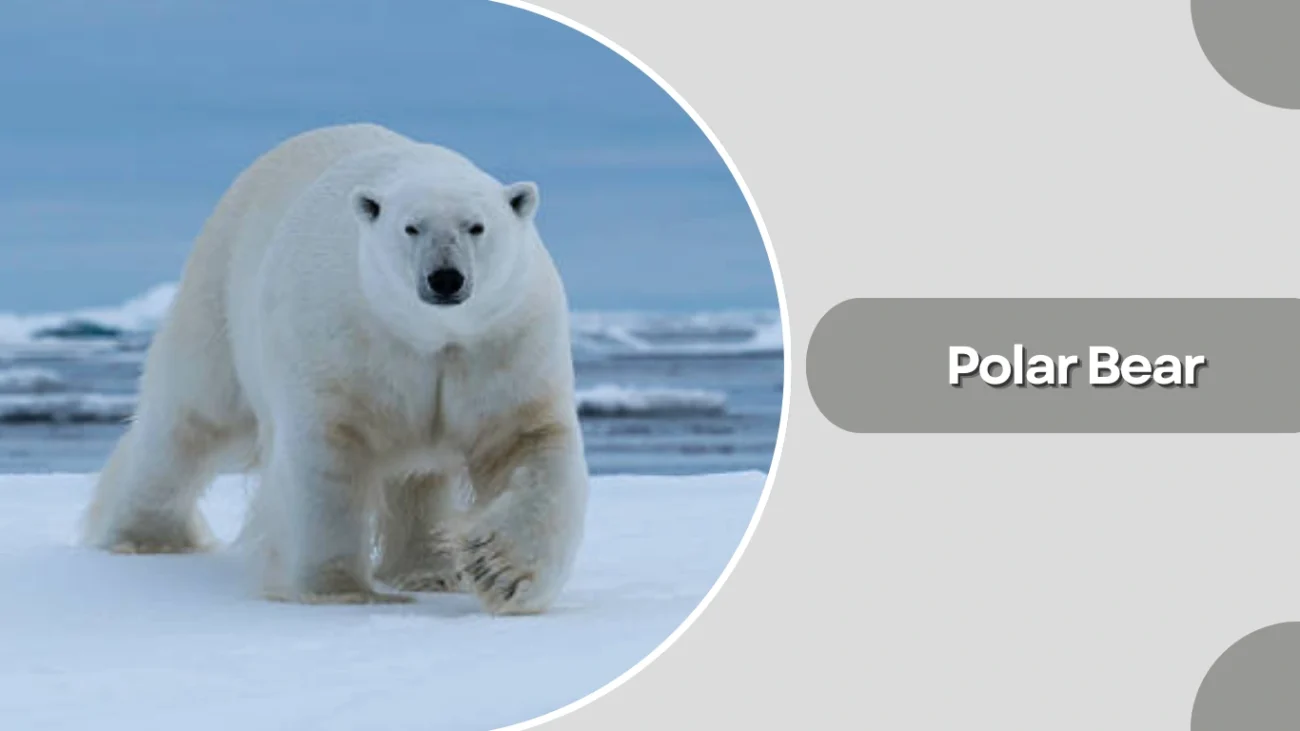 Polar Bear