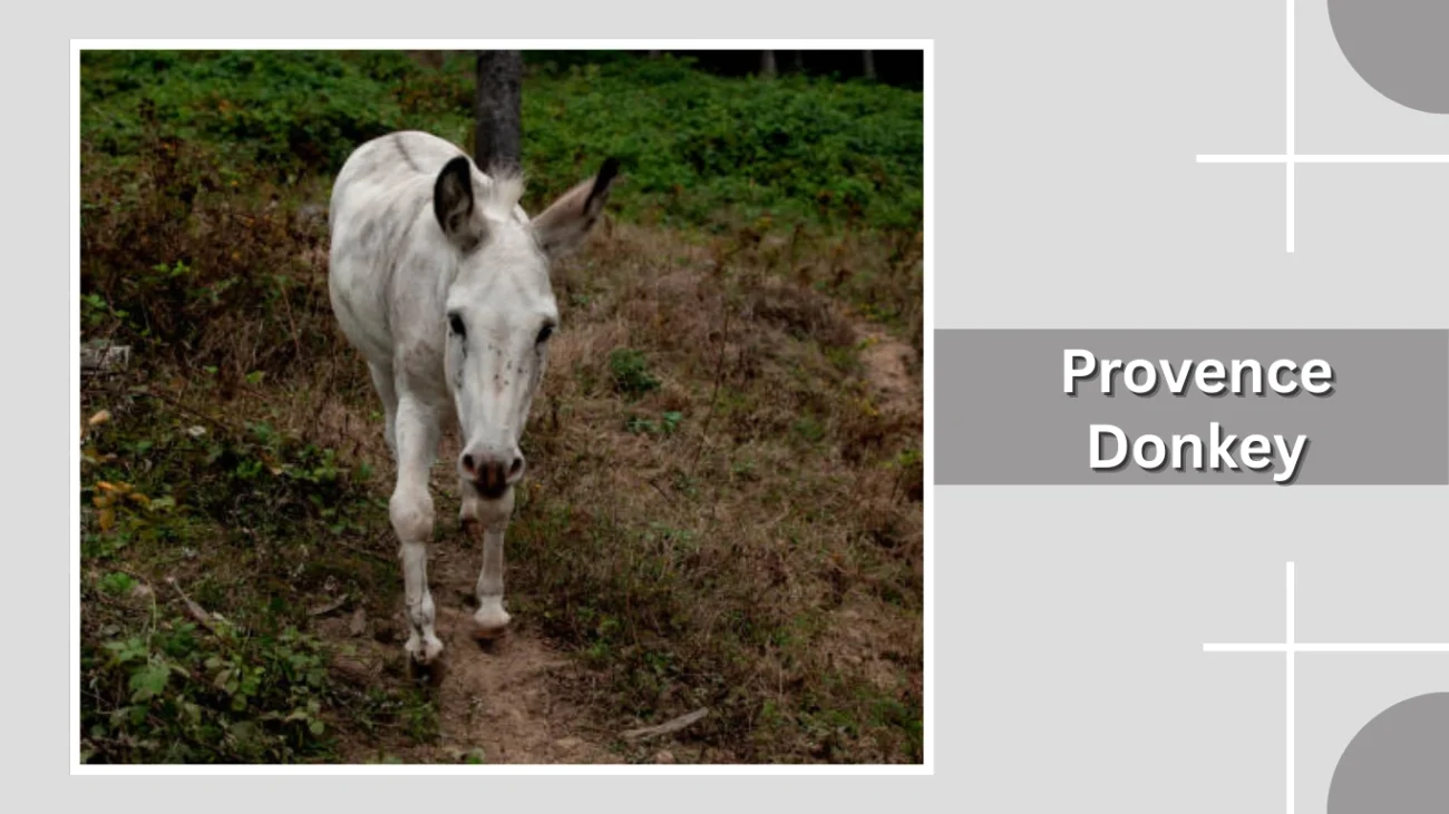 Provence Donkey