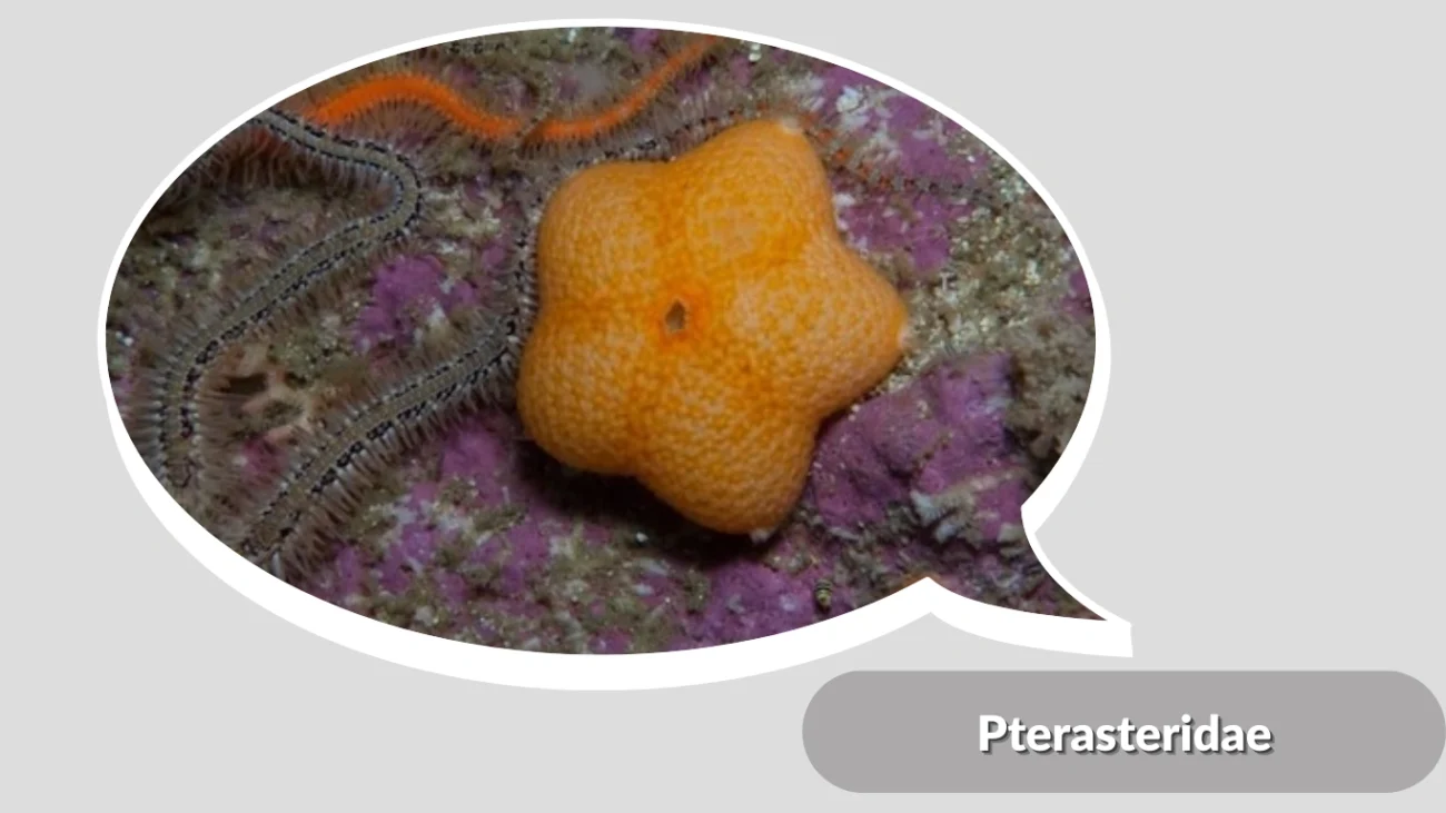 Pterasteridae
