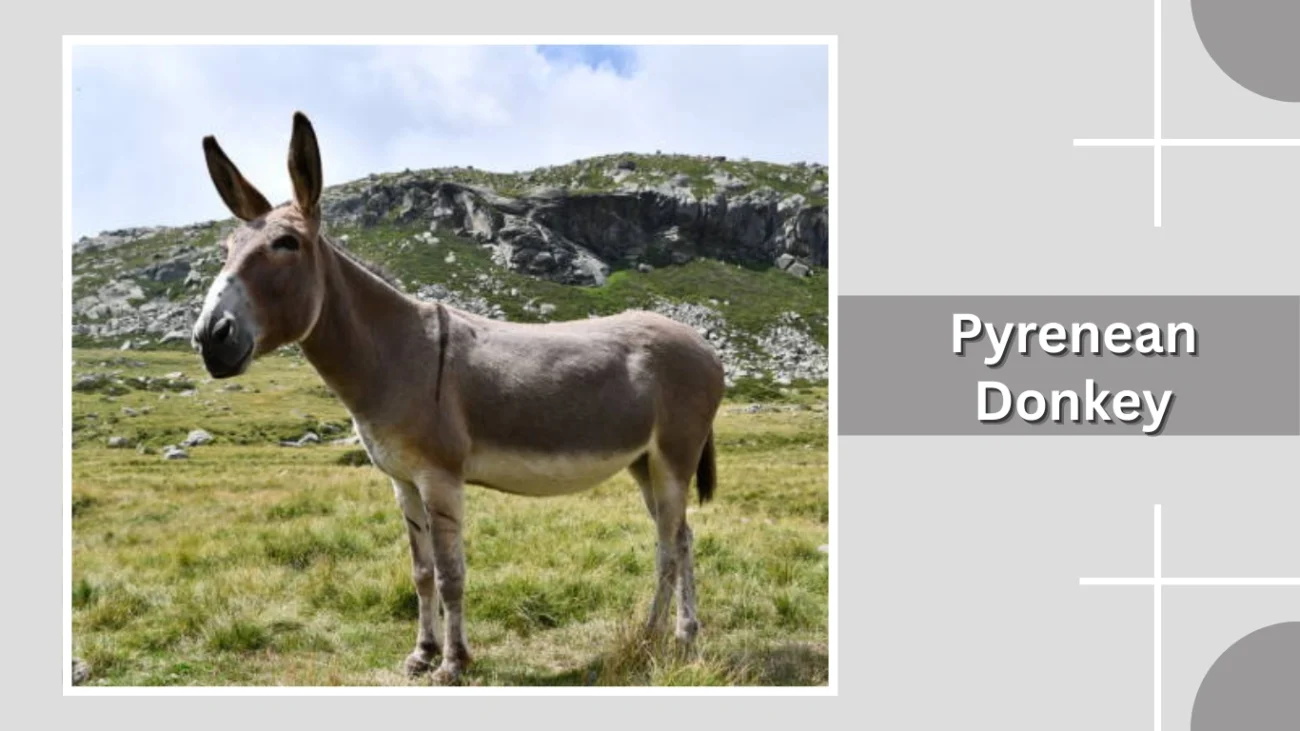 Pyrenean Donkey