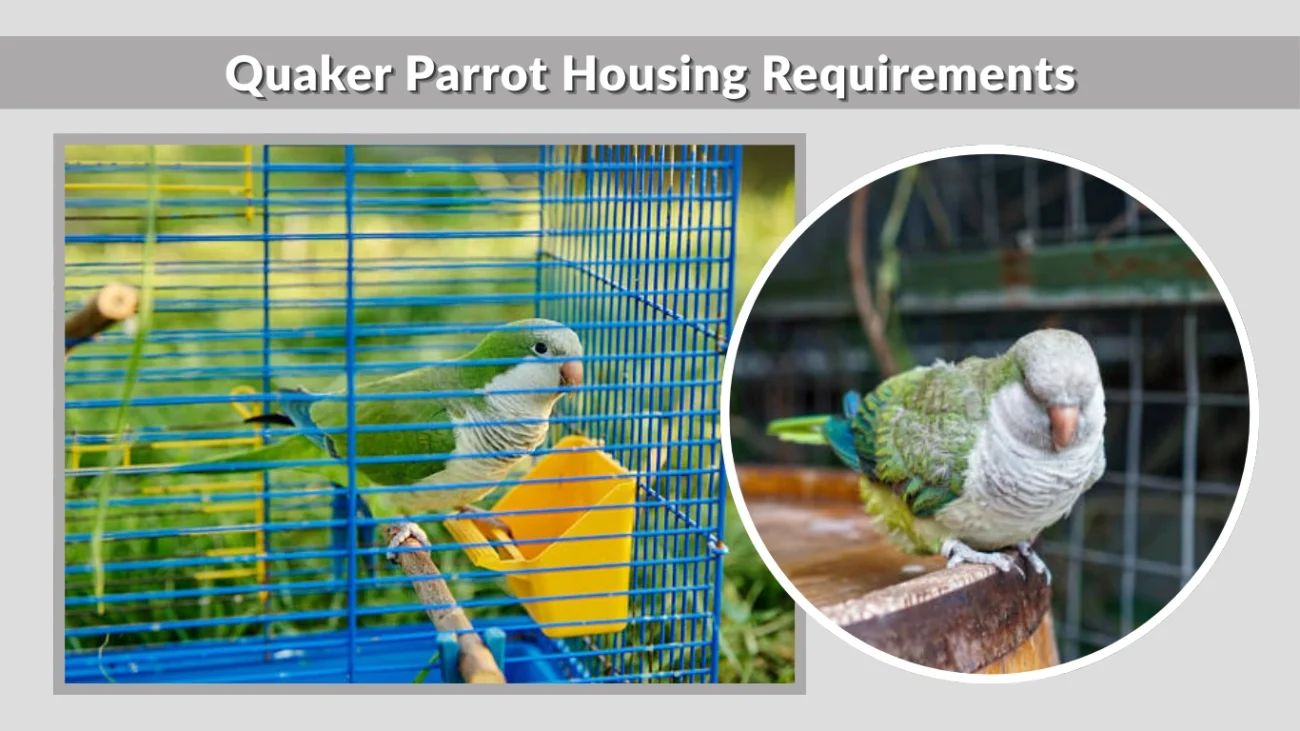 Quaker Parrot Housing Requirements