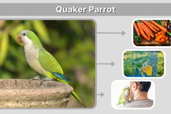 Quaker Parrot Identification, Behavior, Lifespan & Other