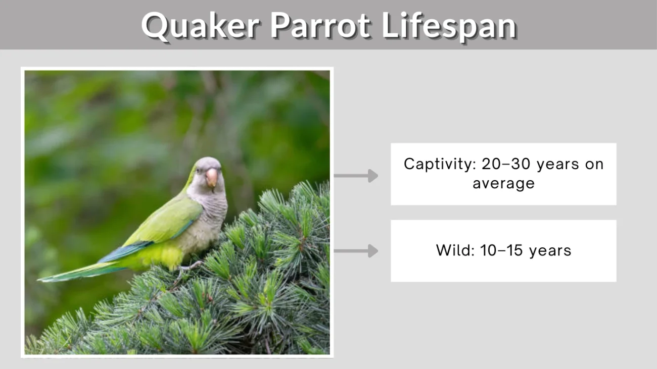 Quaker Parrot Lifespan