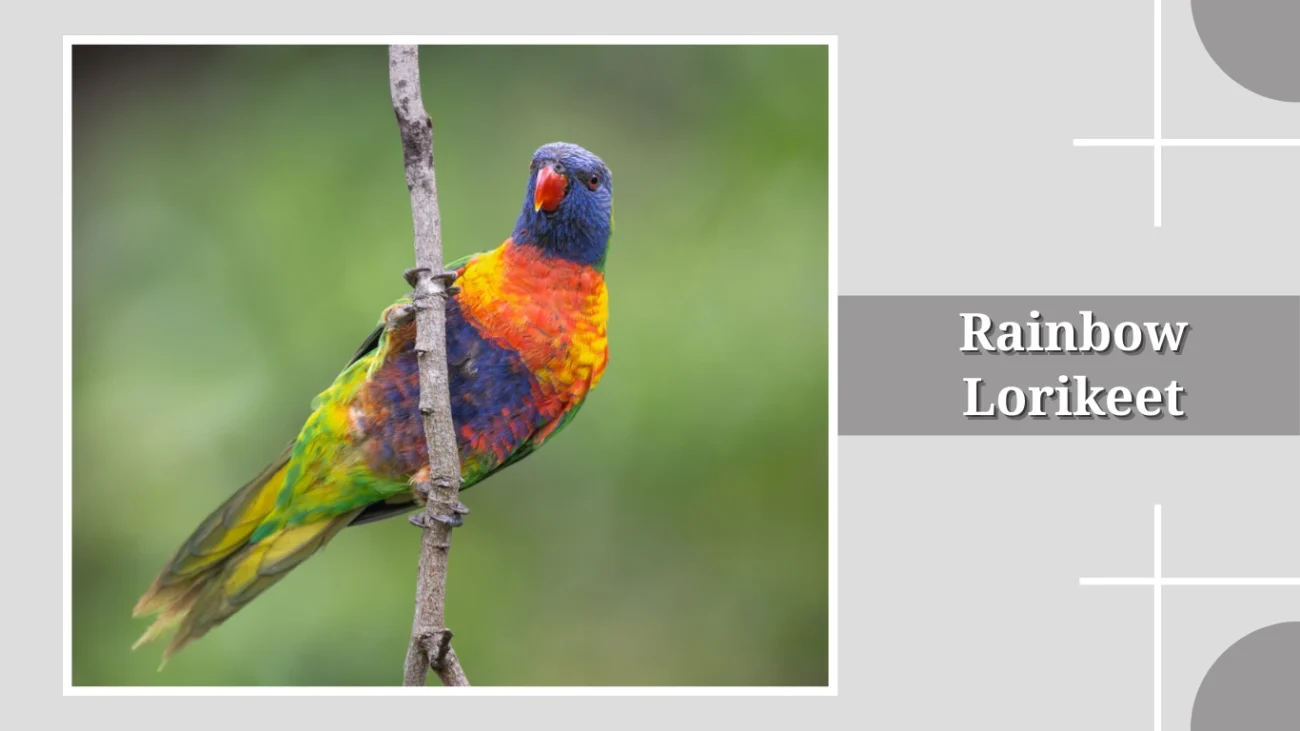 Rainbow Lorikeet