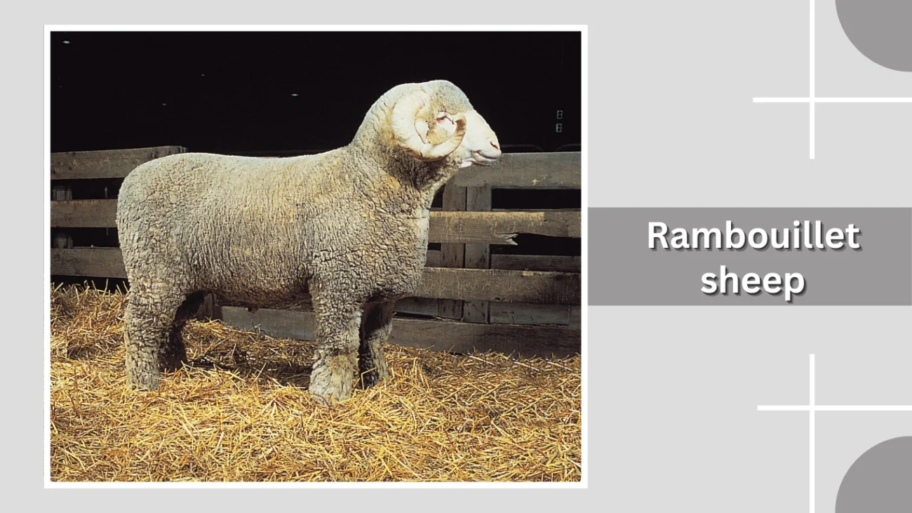 Rambouillet sheep
