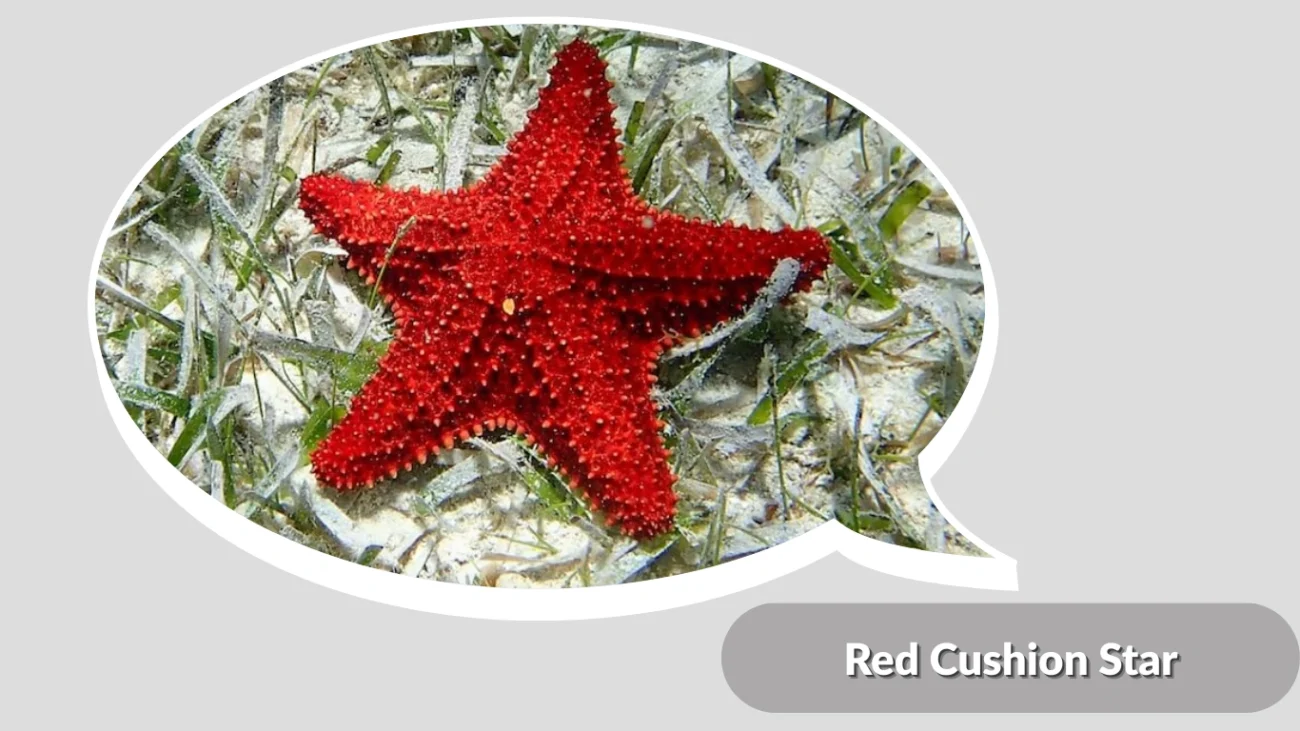 Red Cushion Star