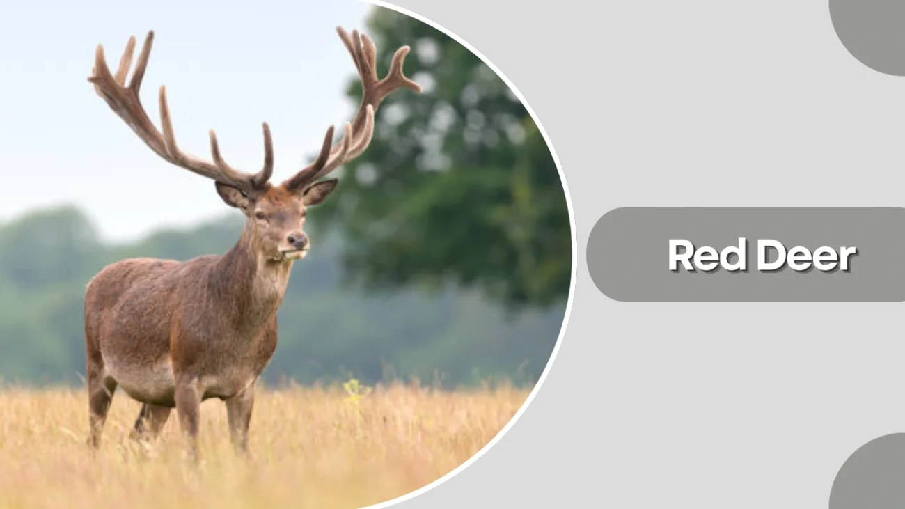 Red Deer