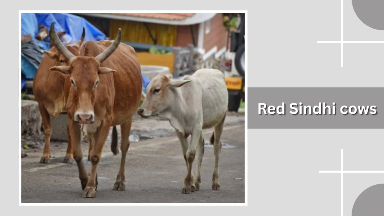 Red Sindhi cows