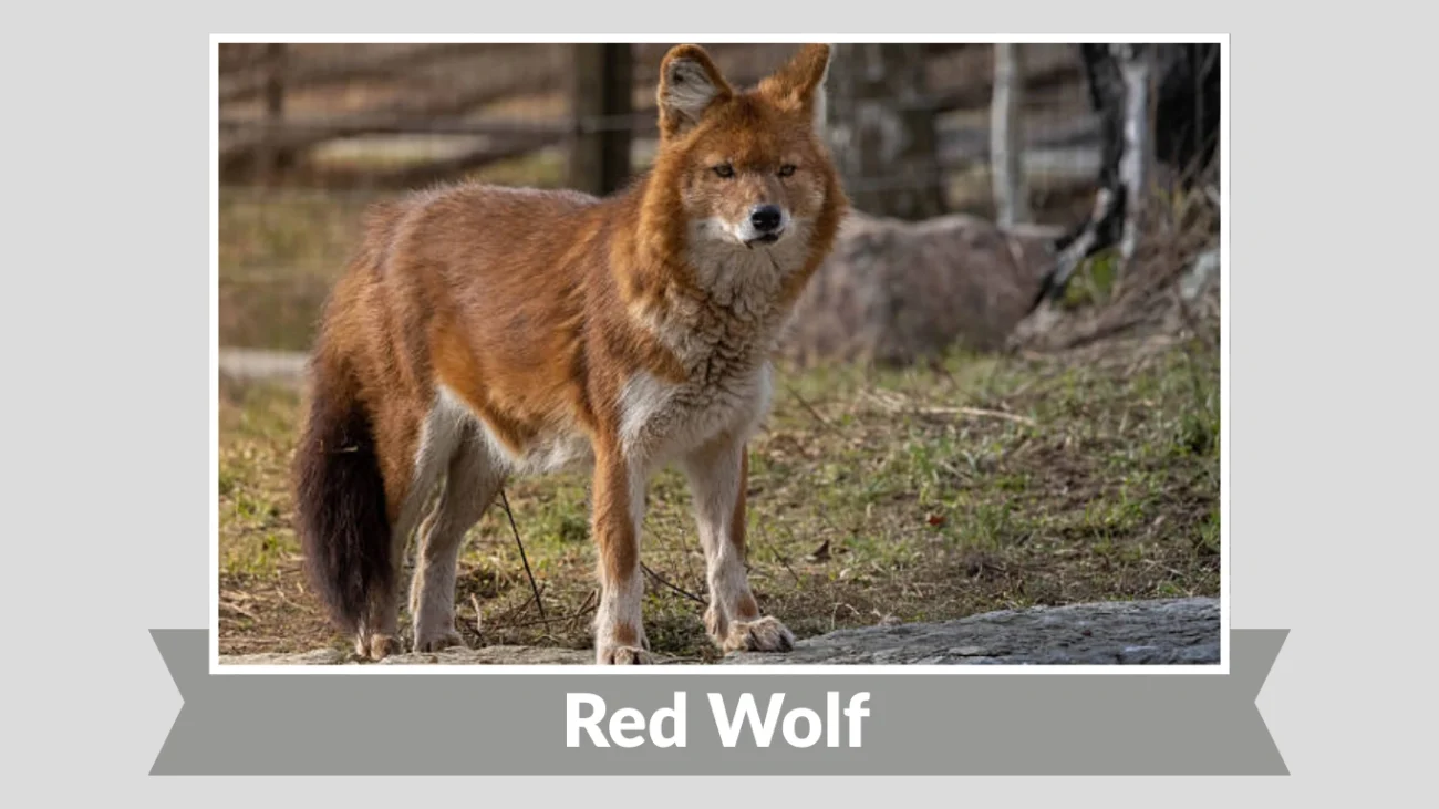 Red Wolf