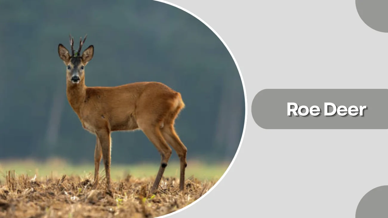 Roe Deer
