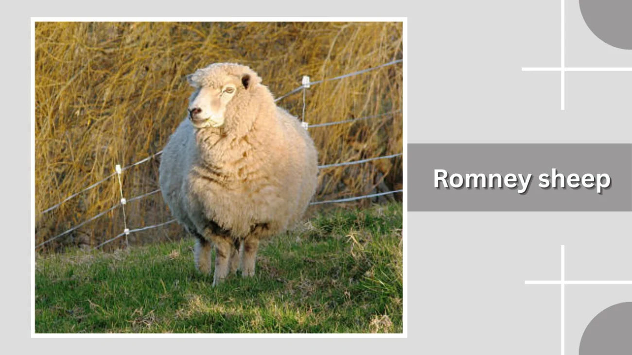Romney sheep