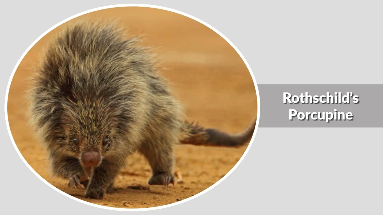 Rothschild’s Porcupine