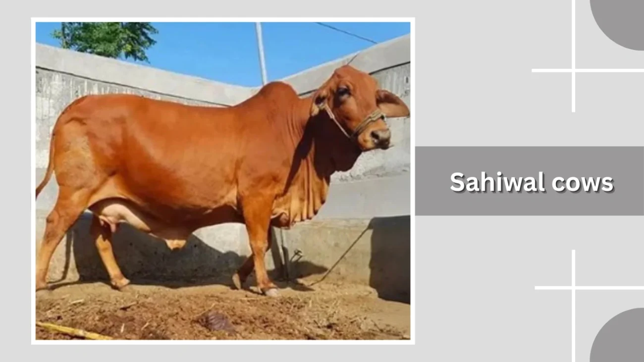 Sahiwal cows