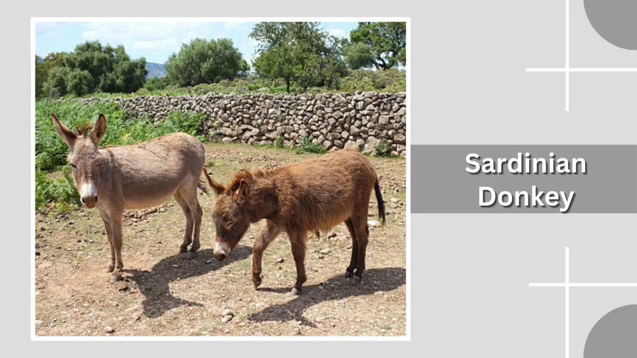 Sardinian Donkey