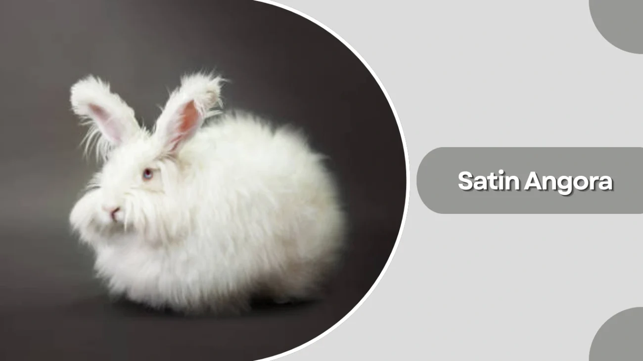 Satin Angora