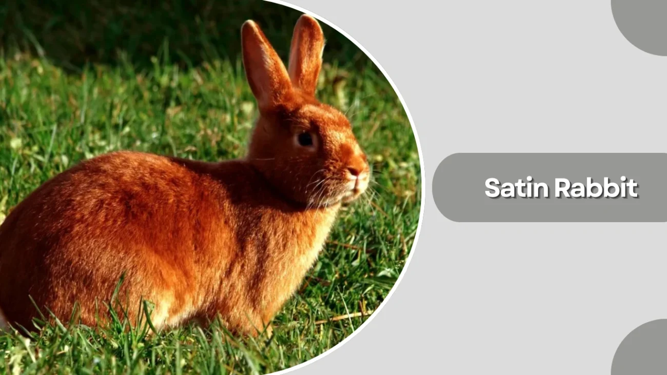 Satin Rabbit