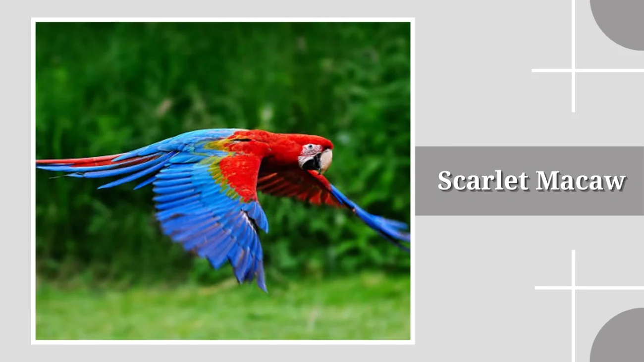 Scarlet Macaw