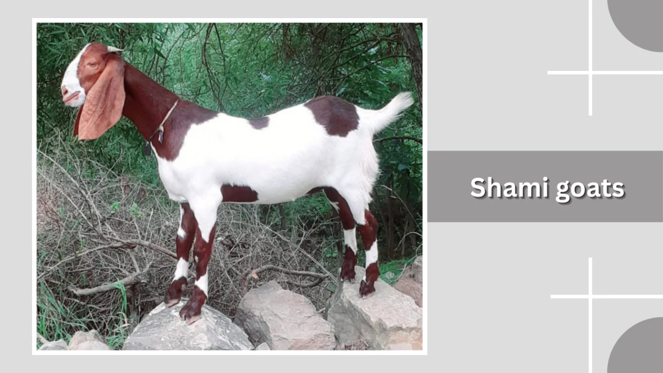 Shami goats