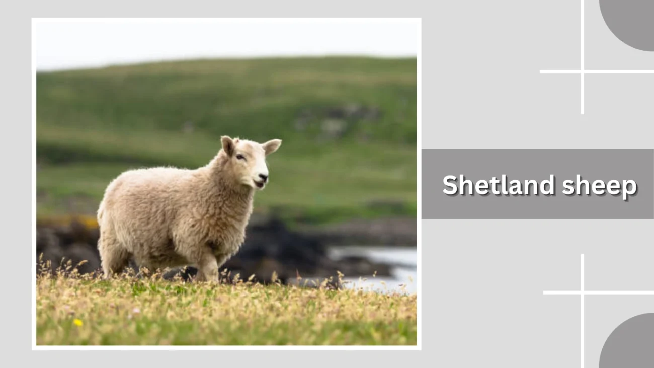 Shetland sheep