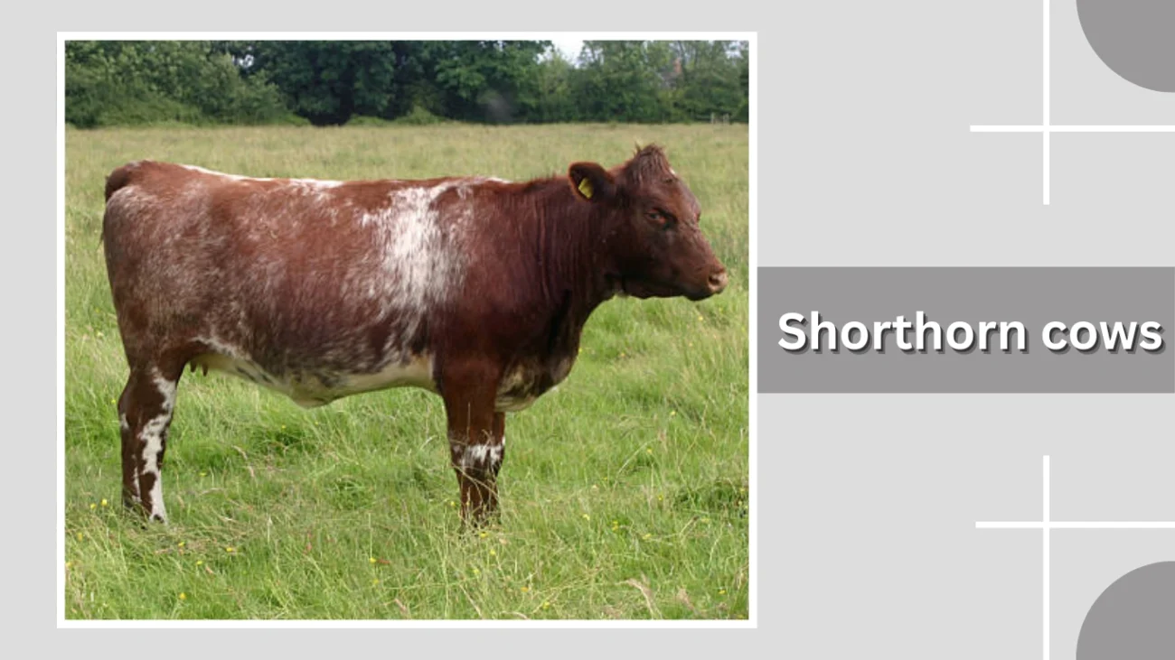 Shorthorn cows