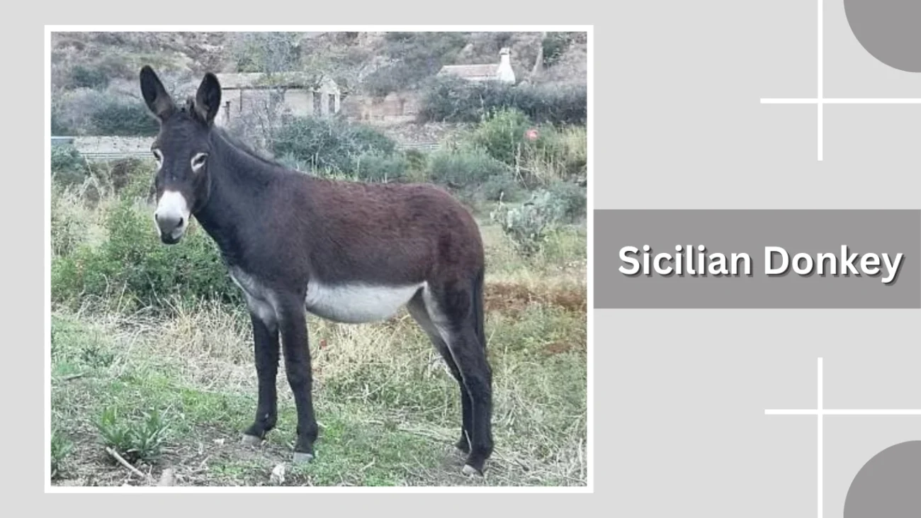 Sicilian Donkey