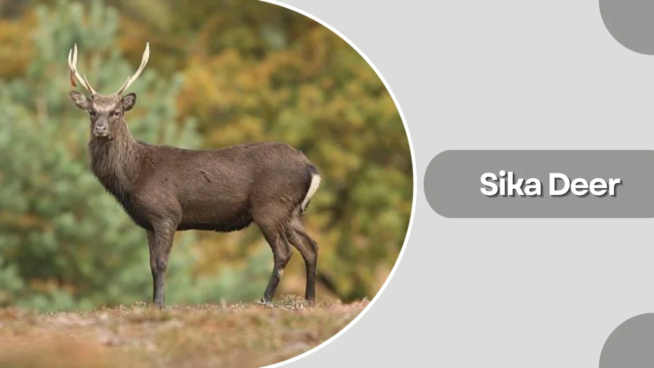 Sika Deer