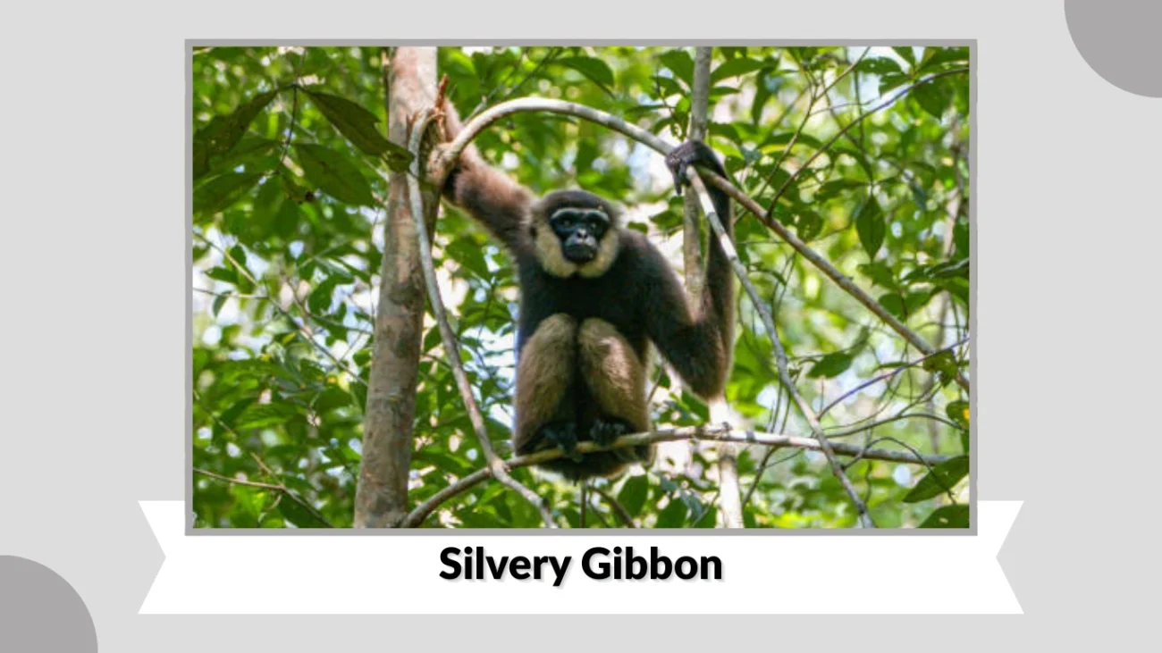 Silvery Gibbon