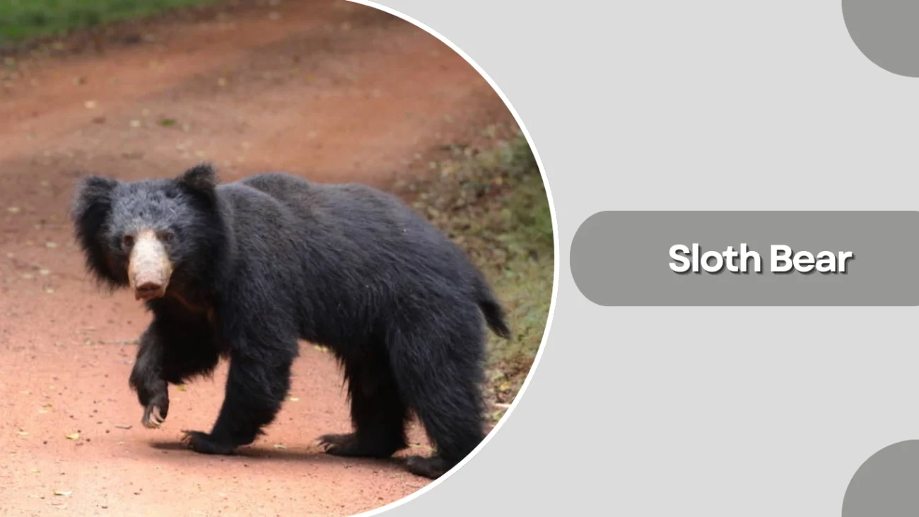 Sloth Bear