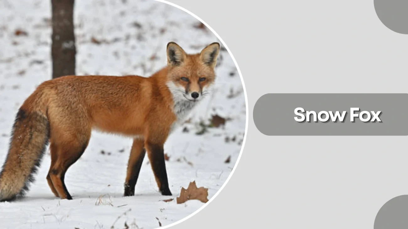 Snow Fox