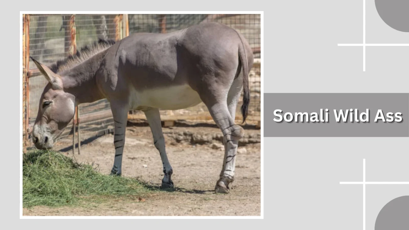 Somali Wild Ass