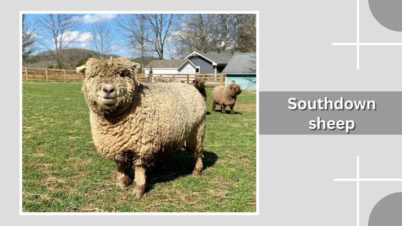 Southdown sheep