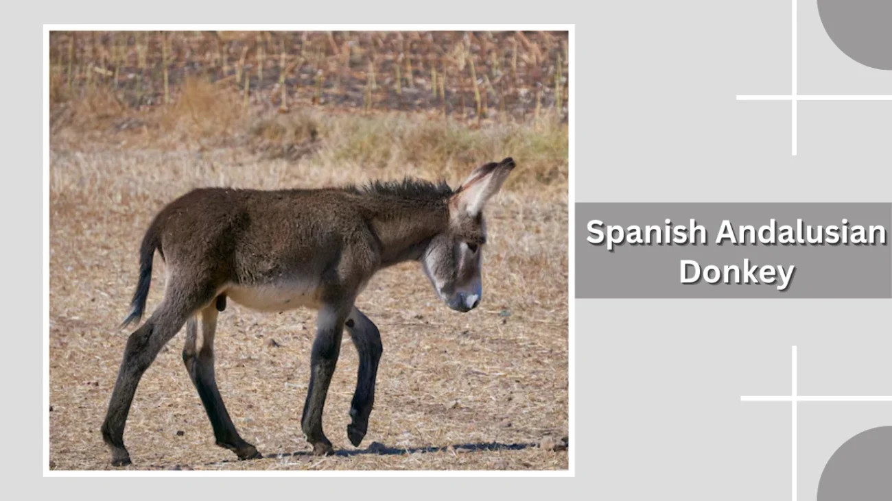 27 Common Types Of Donkey Identification With Picture 27 Common Types Of Donkey Identification With Picture