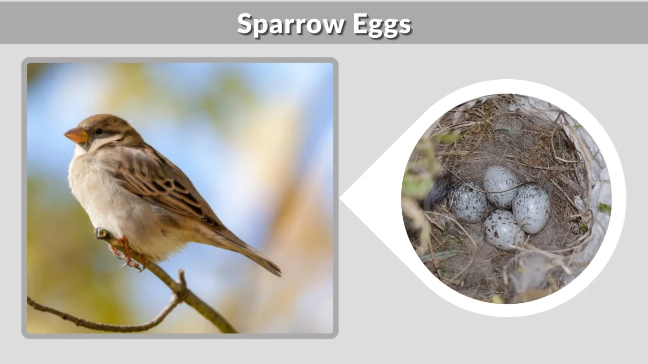 Sparrow Eggs