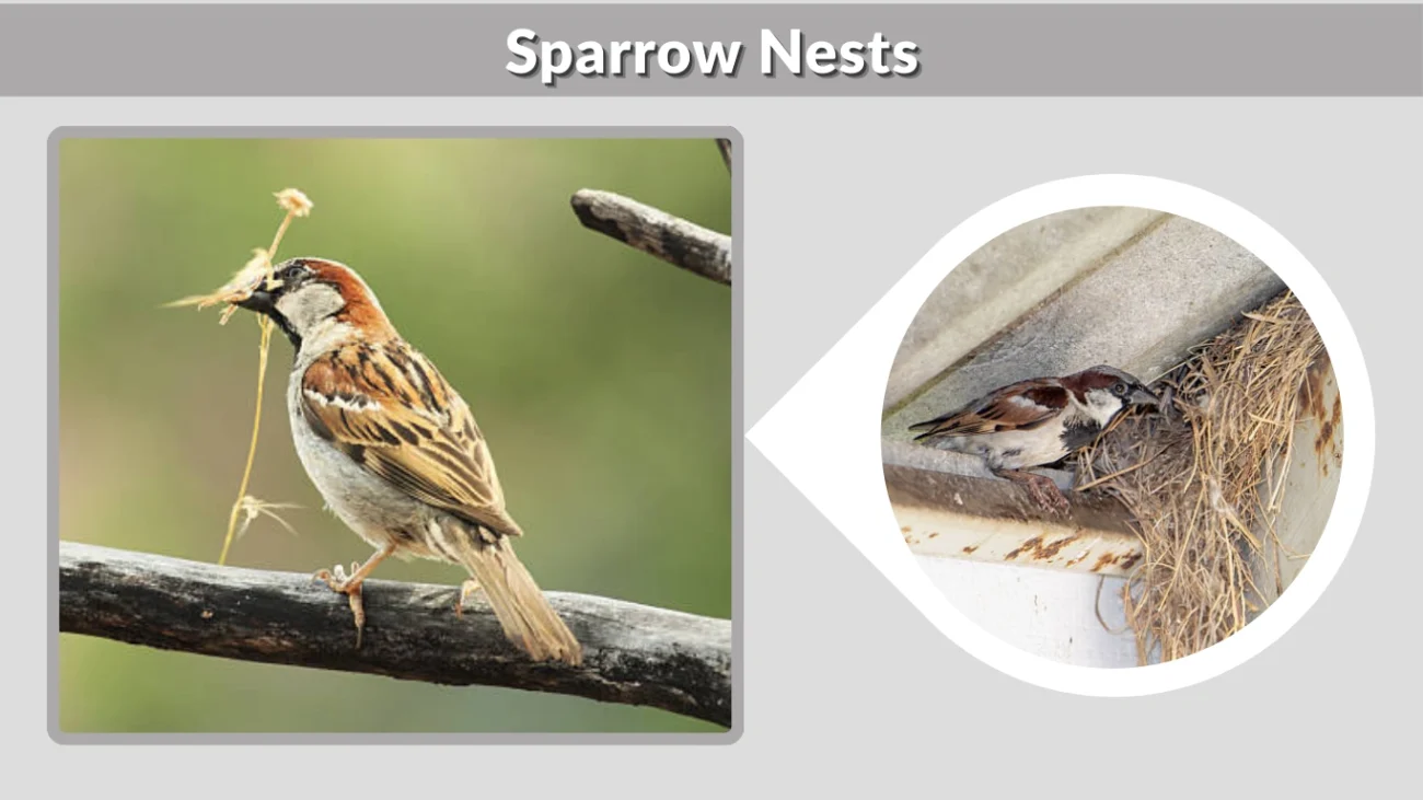 Sparrow Nests