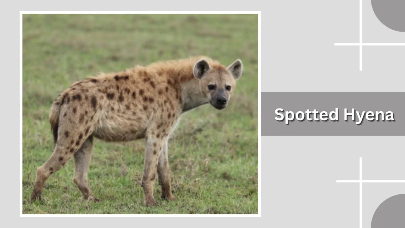 Spotted Hyena