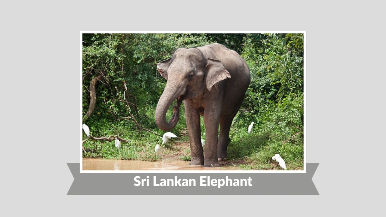 Sri Lankan Elephant
