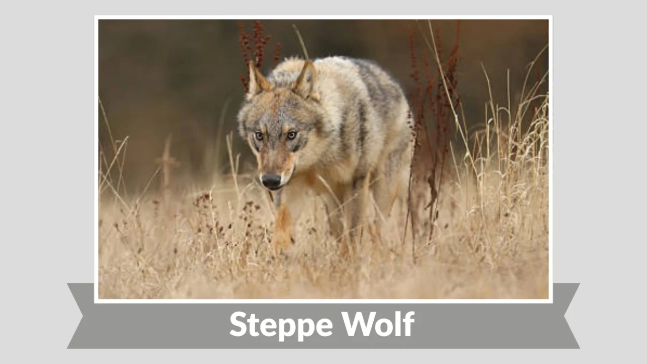 Steppe Wolf