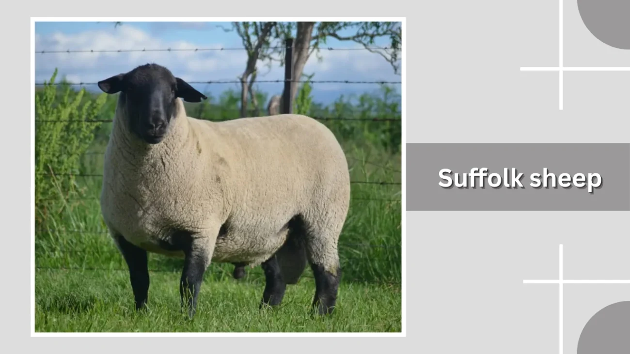 Suffolk sheep