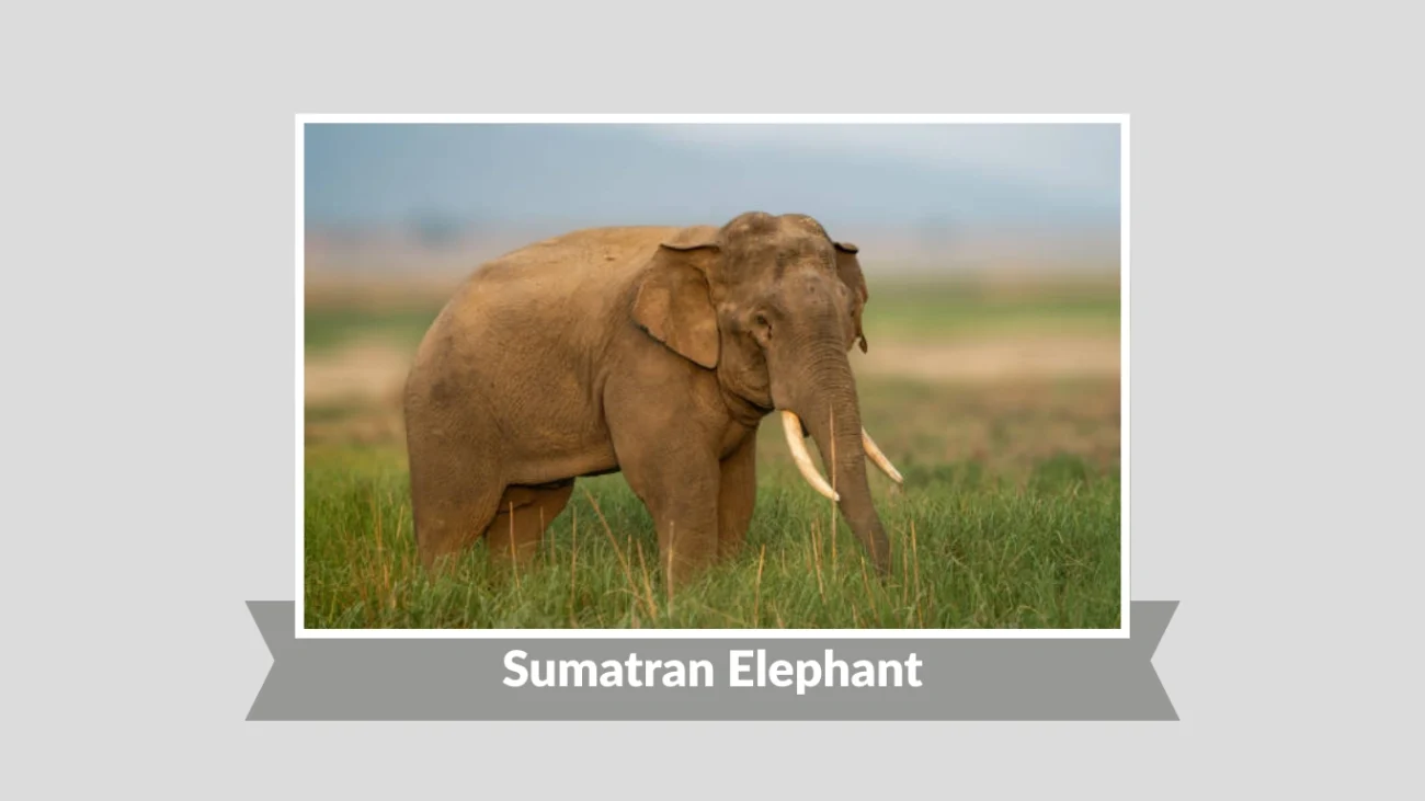 Sumatran Elephant