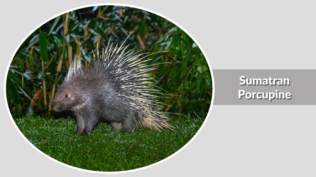 Sumatran Porcupine