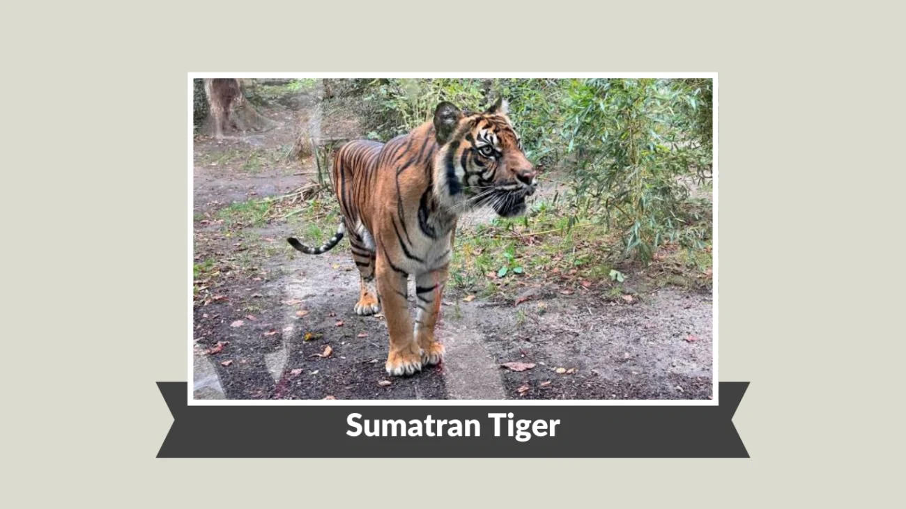 Sumatran Tiger