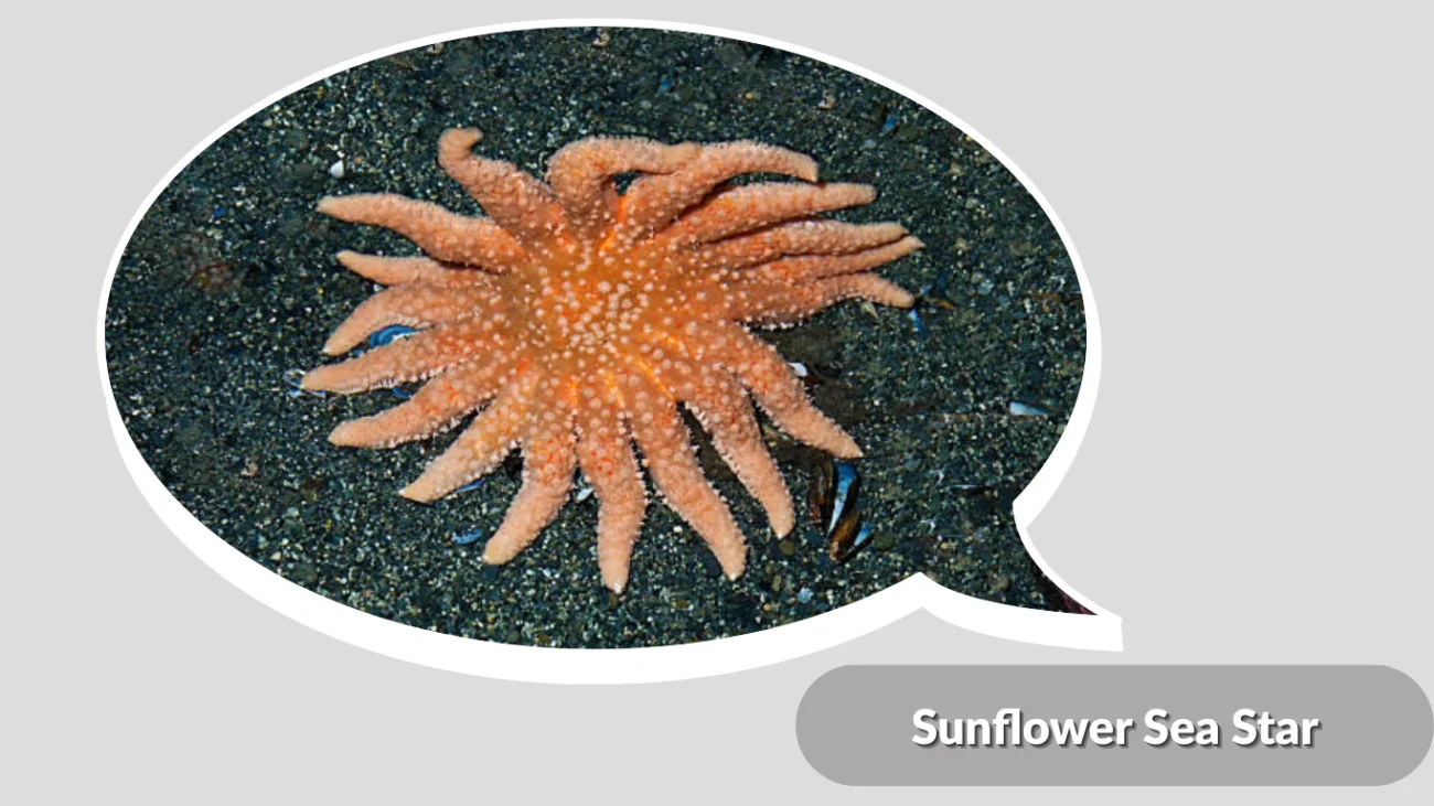 Sunflower Sea Star