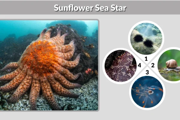 Sunflower Sea Star Identification, Diet, Habitat, Size &  Facts