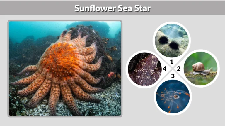 Sunflower Sea Star: Identification, Diet, Habitat, Size &  Facts