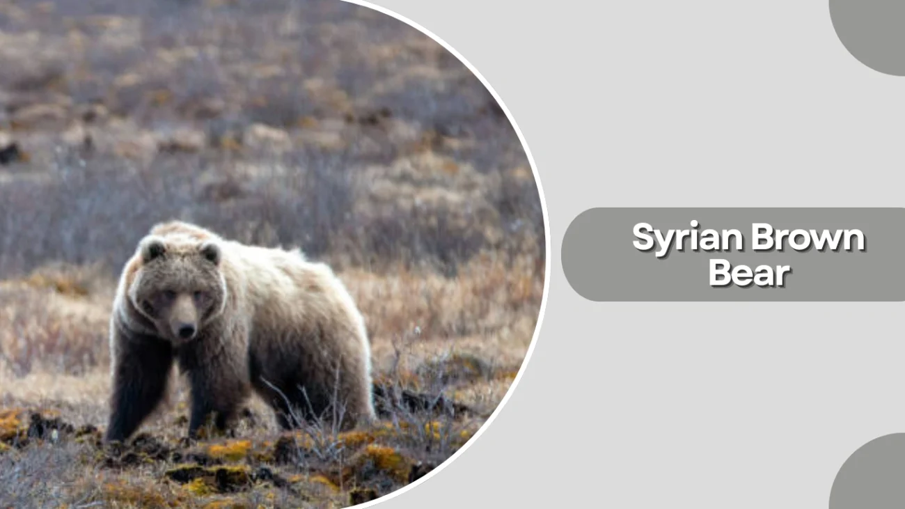Syrian Brown Bear