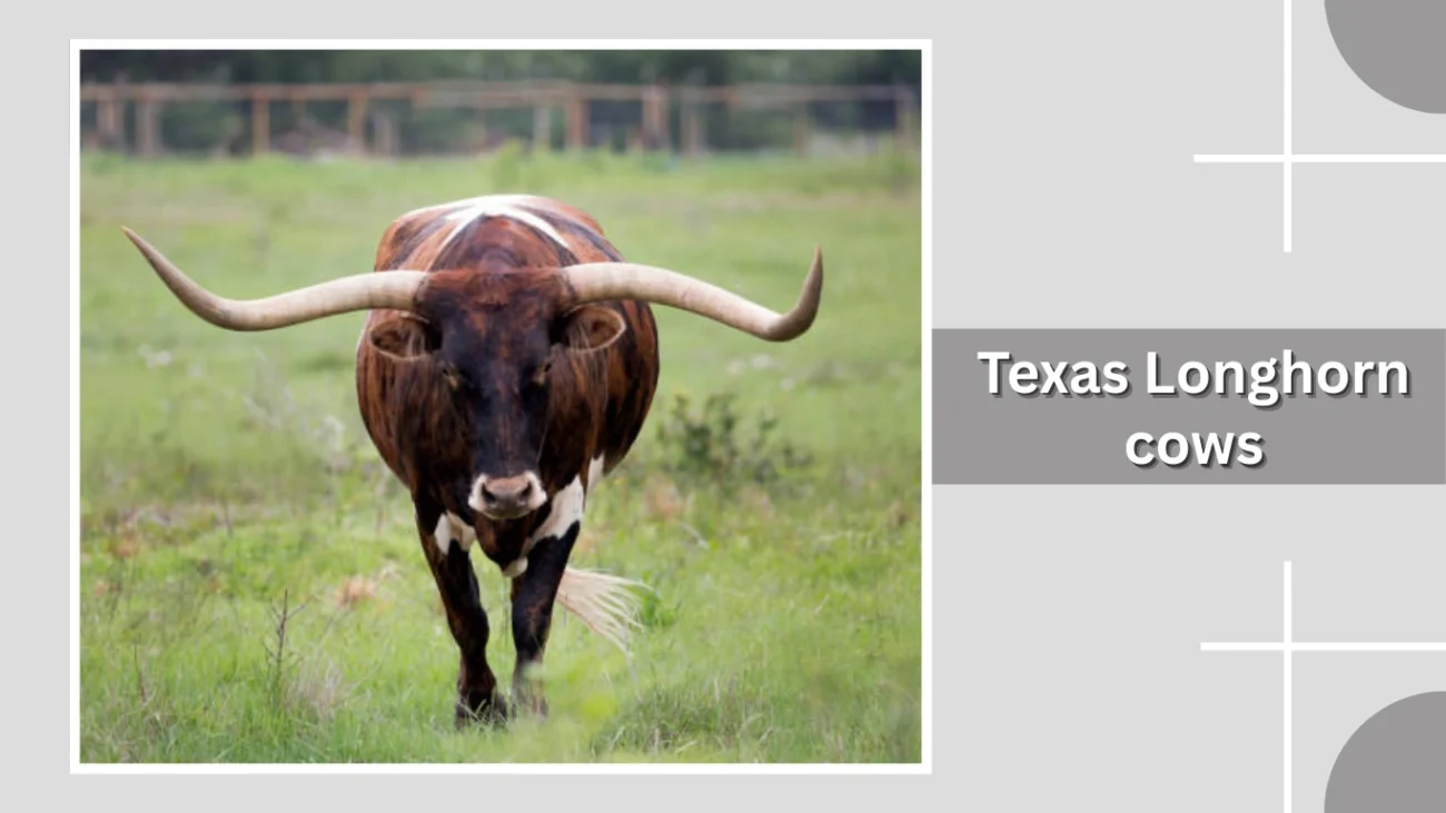 Texas Longhorn cows