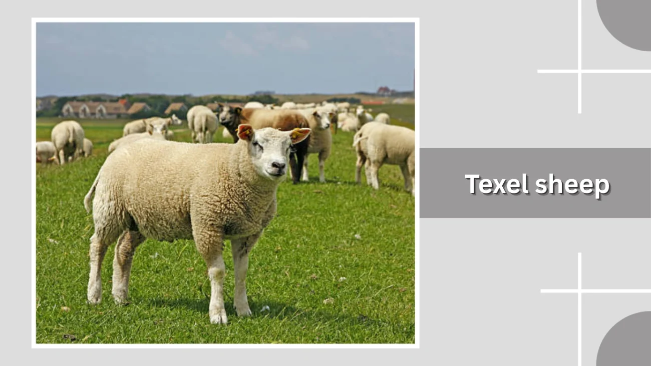 Texel sheep
