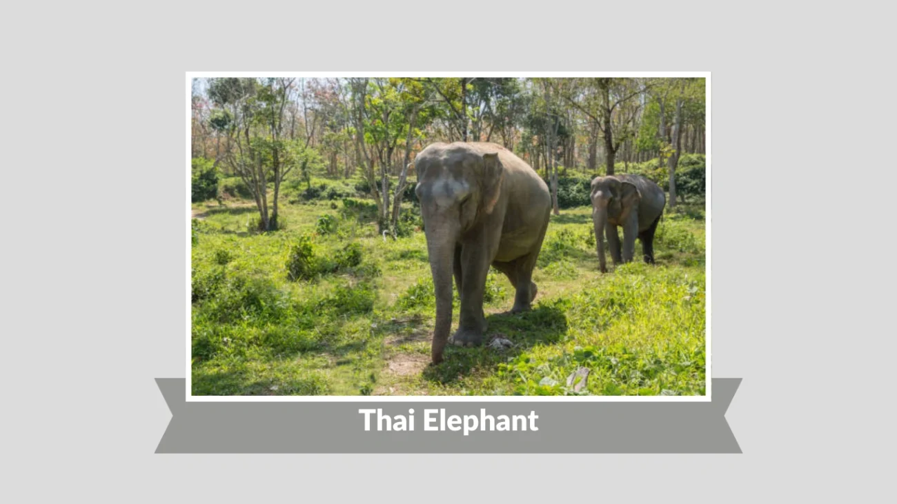 Thai Elephant
